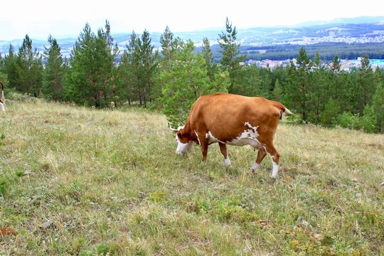 Fat cows graze in a meadow in a stunning summer landscape