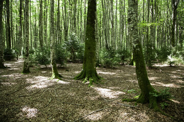 Forest in belagua