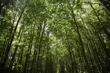 Fototapeta premium Forest in belagua