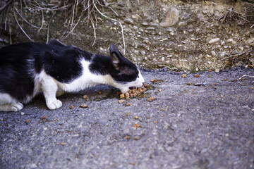 Stray cat eating