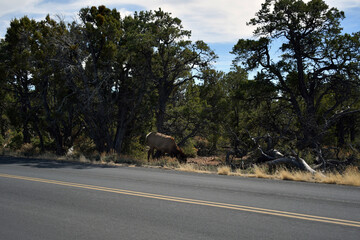 Large elk Crossing Road