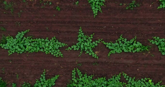 Young plants grow in the beds in the field, distance from the camera. Aerial view, rows of beds in the field, growing natural products in the village. 4k, 10bit, ProRes