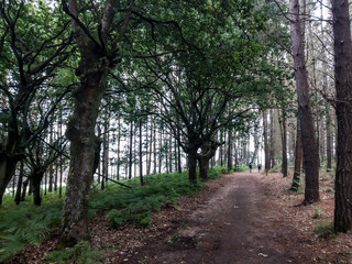 Fototapeta premium Bosque gallego 