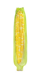 sweet and juicy corn on the cob on a white background