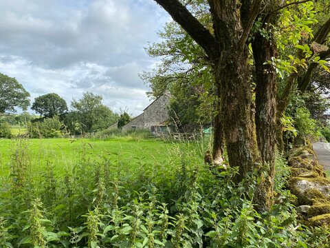 Looking over a moss covered dry stone wall, into the corner of a meadow, with an old stone barn, and trees in, Hetton, Skipton, UK