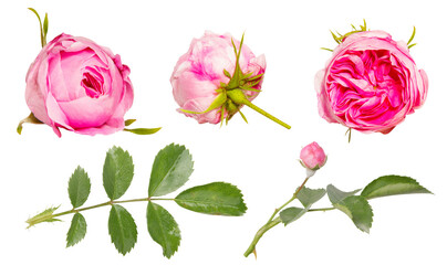 Isolated single pink rose flowers on white background. Bud and leaf of Pink rose flower isolated on...