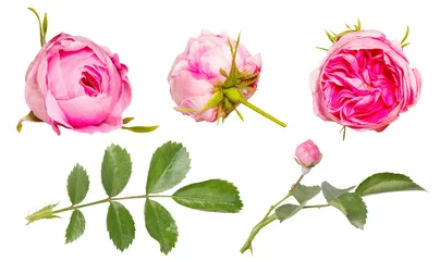 Fotobehang Rozen Geïsoleerde enkele roze roze bloemen op witte achtergrond. Bud en blad van roze roze bloem geïsoleerd op wit. Thee roos. Aroma rozenbloemen