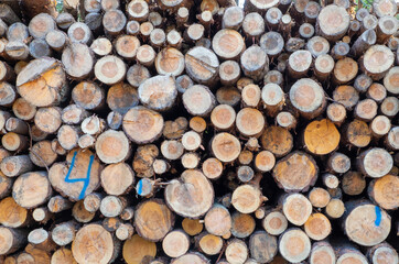 Felled trees in the forest, folded into a stack. Logging, forestry, environmental protection. Selective focus, horizontal orientation.