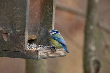 blue tit on a branch
