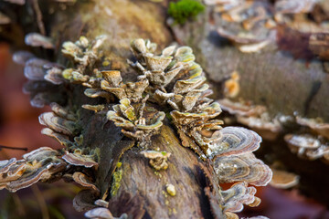 Mushrooms at their natural location in the forest