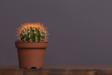 cactus with yellow spines in a brown pot stands on a wooden table