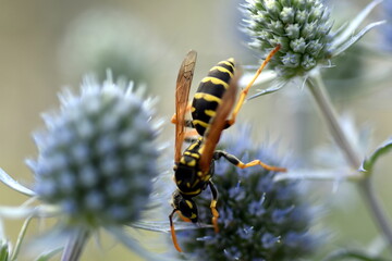 Bienenwespe auf einer Mannstreu-Blüte