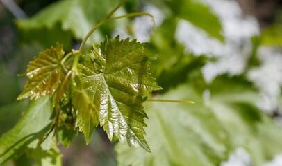 Grapes leaves colored by green color in sunlight. Closeup view of textured grapes leaf as background