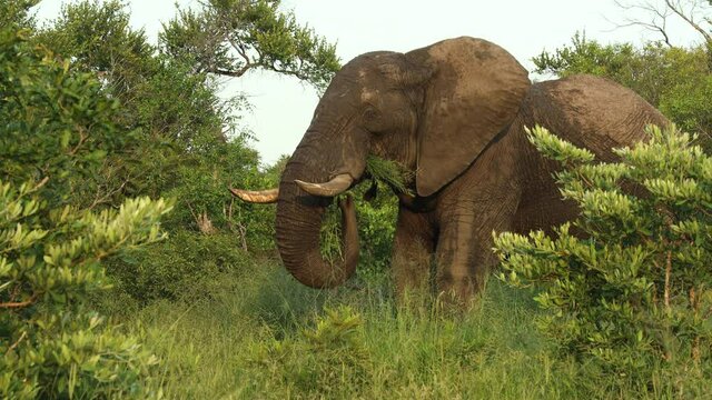 African Elephant bull in musth grazing in reserve, medium shot