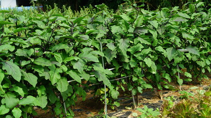 밭에서 싱싱하게 자라고 있는 가지