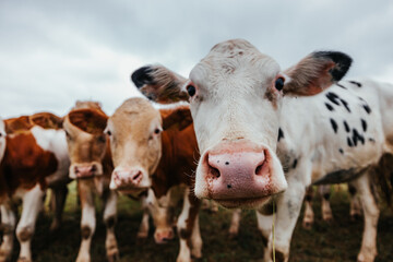 closeup of brown and white cattle on a meadow