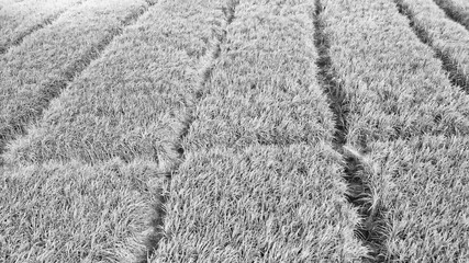 Beautiful Island Meadow with Bamboo Plants, aerial view