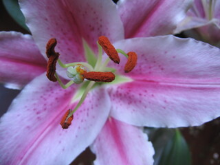 Detalle de una flor