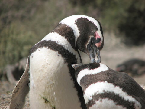 Pingüino en Punta Tombo