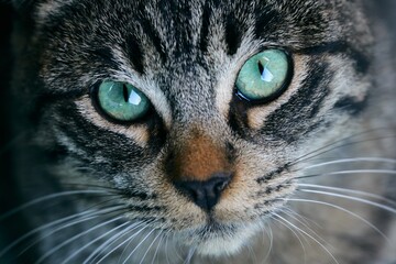 mirada de gato