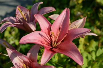 Pink Flower