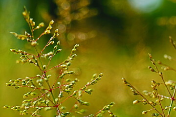 green grass background