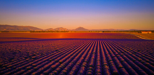 Fototapeta premium The lavender fields of Valensole Provence in France - travel photography