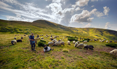 Naklejka premium Flocks of sheep in the alps