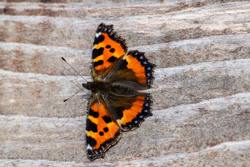 Fototapeta na wymiar Schmetterling auf Holzbrett