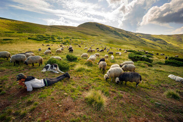 Obraz premium Flocks of sheep in the alps