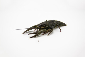 A fresh crayfish or lobster from the river on a white background.