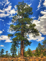 Fototapeta premium pine tree in the arizona mountains