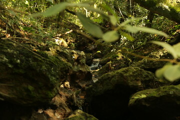 Paisagem deslumbrante com árvores, água e sol.