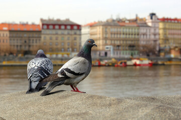Vltava river. Prague. Dove.