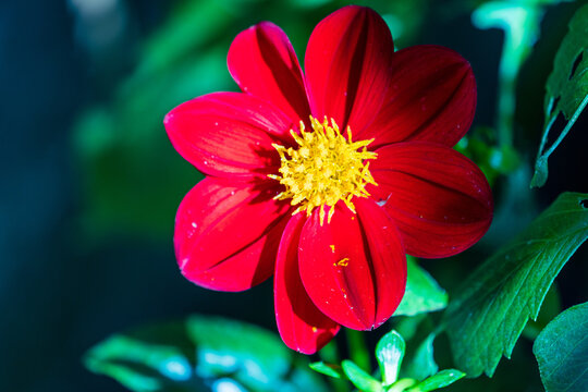 Cosmos bipinnatus Cav.