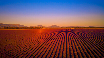 Fototapeta na wymiar Amazing sunset over the lavender fields of Valensole Provence in France - travel photography