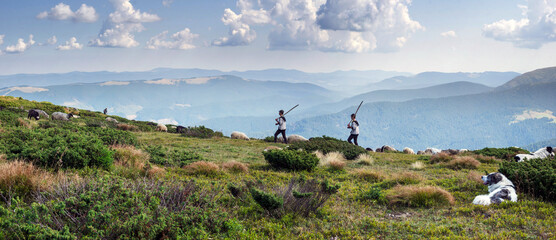 Obraz premium Flocks of sheep in the alps