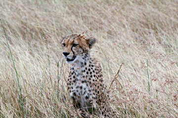 Cheetah sitting in the grass