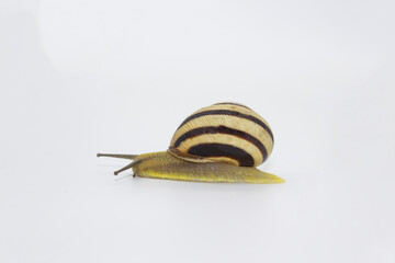 Striped land snail on the white background. Grove snail moving forward against white background