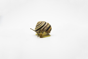 Striped land snail on the white background. Grove snail moving forward against white background