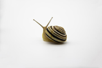 Striped land snail on the white background. Grove snail moving forward against white background