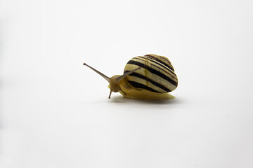 Striped land snail on the white background. Grove snail moving forward against white background