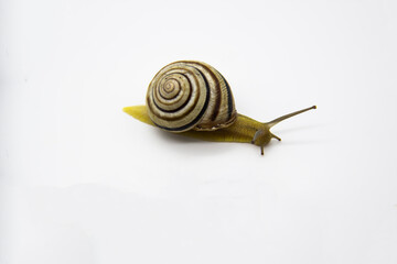 Striped land snail on the white background. Grove snail moving forward against white background