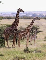 Family of Giraffe in the wild, male, female, baby