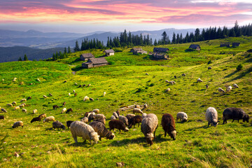 Flocks of sheep in the alps