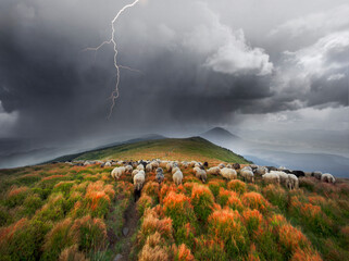 Thunderstorm and Sheep herding dog in the mountains