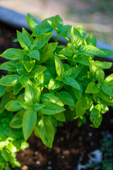 closeup of fresh basil plant in a home garden bed