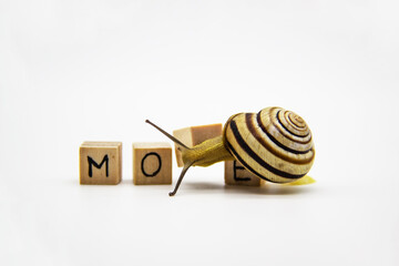 Striped land snail with small wooden cubes with letters isolated on the white background. A word MOVE with grove snail.