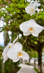 white magnolia flowers of Bia Ribeiro