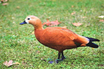 Brown duck with black beak